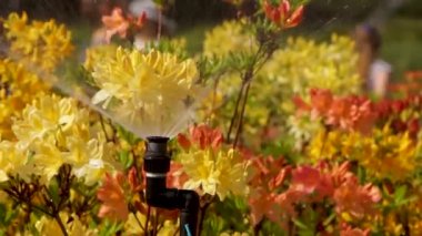 Otomatik fıskiye sistemi yeşil çimlerin arka planında çimenleri suluyor, yakın plan