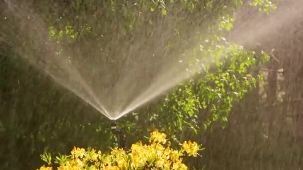 緑の草を背景に芝生に散水する自動散水システム クローズアップ — ストック動画