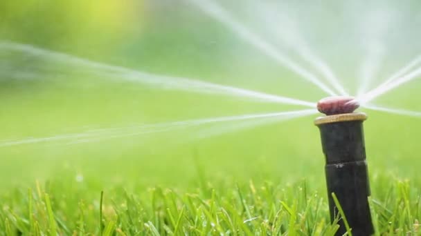 Automatic Sprinkler System Watering Lawn Background Green Grass Close — Stock Video