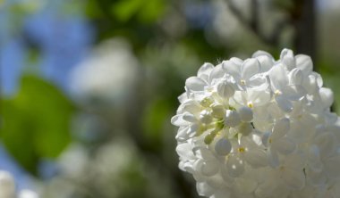 Seçici odak ile bal beyaz leylak yakın çekim.