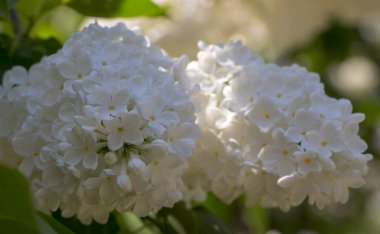 Seçici odak ile bal beyaz leylak yakın çekim.