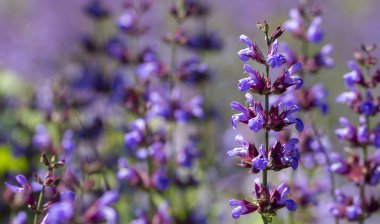 Lavanta, menekşe çok yıllık çiçekler, peyzaj tasarımında kullanın