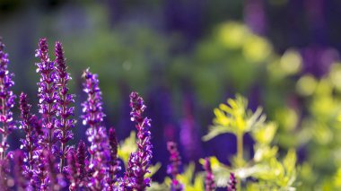 Lavanta, menekşe çok yıllık çiçekler, peyzaj tasarımında kullanın