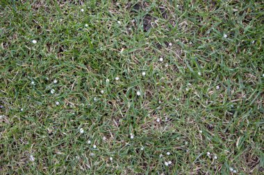 Bahçe çim kıştan sonra çıplak lekeler ile