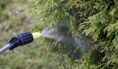 Bahçıvan genç Erik ağacından zararlıları ve hastalıkları şişe püskürtücü ile sprinkles. Püskürtücü elinde tutuyor.