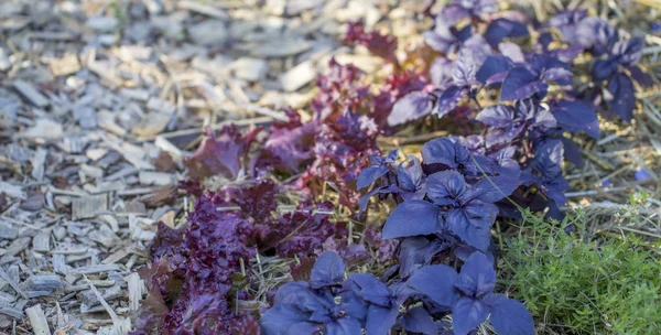 Många blad av mogna lila basilika närbild i trädgården. — Stockfoto