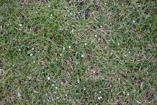 Jardim gramado com manchas nuas após o inverno — Fotografia de Stock