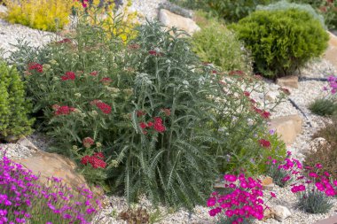Peyzaj tasarımında kullanılan achillea glaberrima çok yıllık bitki