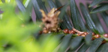 Diaspididae zararlı bir böcek mazı Tees yakın çekim yaprak üzerinde olduğunu