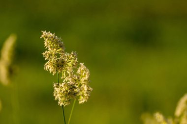 Yazın yeşil bir çayırda, ışıkla dolu yüksek çimenler.