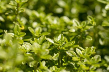 Kekik, yakın çekim. Uzun süredir düşük büyüyen bitki. Bu tıbbi özellikleri ve çay karışımları kullanılır.