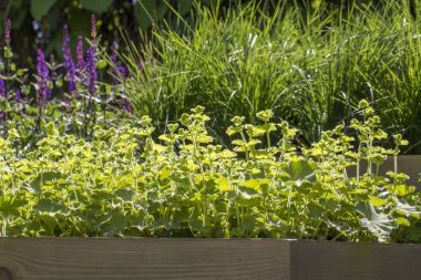 Kekik, yakın çekim. Uzun süredir düşük büyüyen bitki. Bu tıbbi özellikleri ve çay karışımları kullanılır.