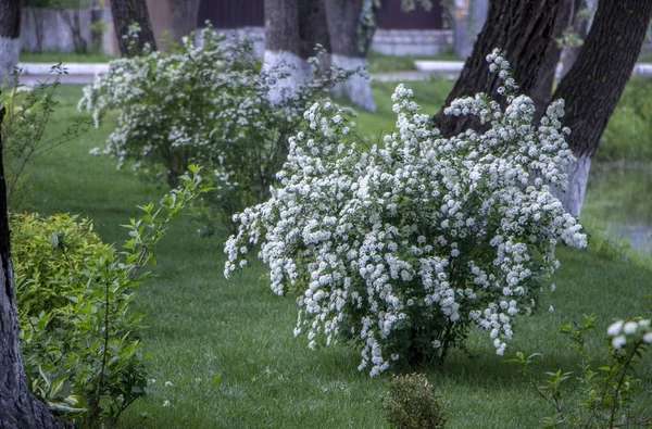 Spiraea Arbusto Floreciente Sobre Hierba Verde Spiraea Arbusto Floreciente Sobre — Foto de Stock