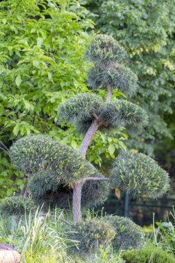 Nevak, ahşap, bonsai kullanım peyzaj tasarımı