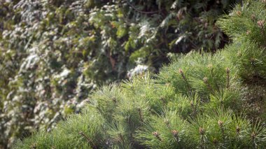 Cüce çam dallarda hedge TUI yakın çekim