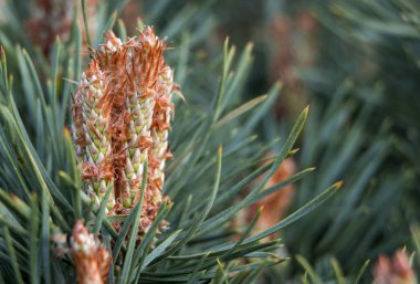 Cüce çam dallarda hedge TUI yakın çekim