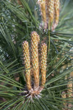 Cüce çam dallarda hedge TUI yakın çekim