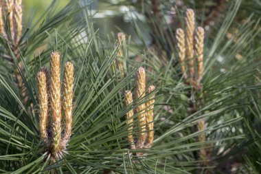 Cüce çam dallarda hedge TUI yakın çekim