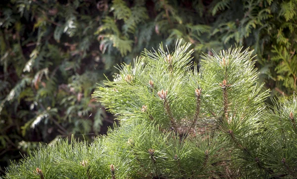 Dwarf Pine Branches Hedge Tui Close — Stock Photo, Image
