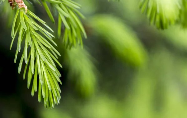 Giovani Aghi Abete Rosso Dietro Uno Sfondo Verde — Foto Stock