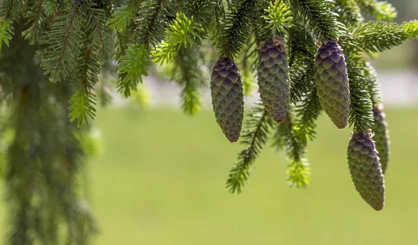 Cones Árvore Natal Fechar — Fotografia de Stock