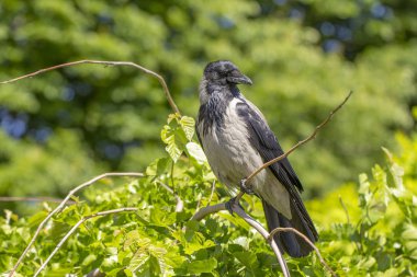 Bir avrasya saksağan, ince bir dal üzerinde oturan, aynı zamanda ortak saksağan olarak bilinen. Pica pica yakın çekim