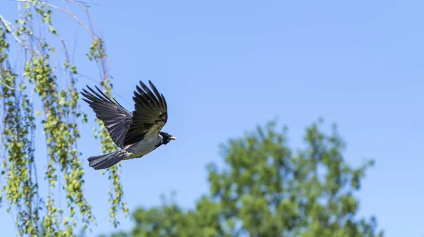 Bir Avrasya Saksağanı Gökyüzüne Karşı Uçar Aynı Zamanda Yaygın Saksağan — Stok fotoğraf