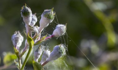 Külleme küf atışlarındaki gül, makro yakın çekim