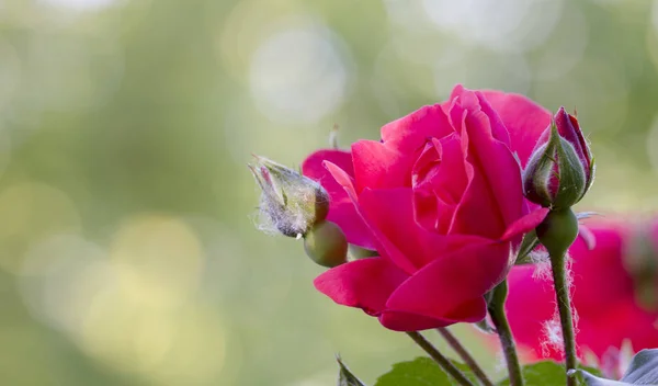 Mączniaka prawdziwego na róże strzelać, makro zbliżenie — Zdjęcie stockowe