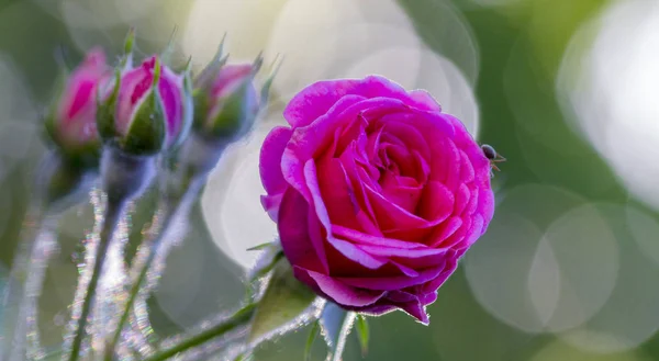 powdery mildew on roses shoot, macro close-up
