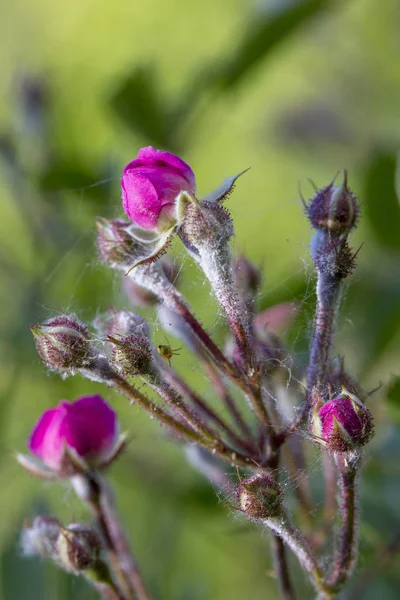 Powdery mildew on roses shoot, macro close up — Stock Image Powdery Mildew Roses Shoot Macro Close Stock Image