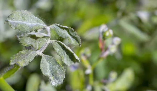Powdery mildew on roses shoot, macro close up — Stock Image Powdery Mildew Roses Shoot Macro Close Royalty Free Stock Photos