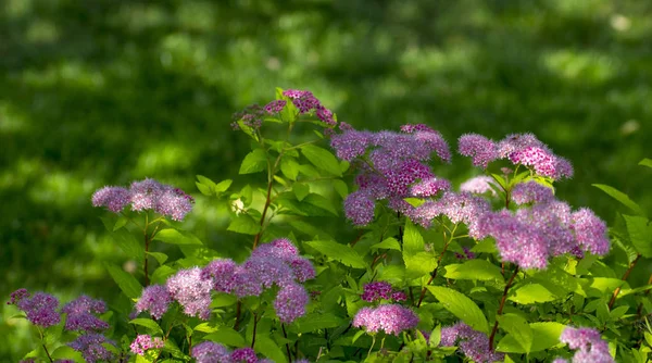 Blomman av den röda spiraea, dekorativ buske används i landskapsplanering, lämpar sig väl för att dekorera frisyr — Stockfoto