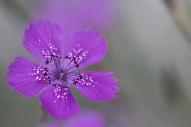 Bahçe yakın çekim güzel çiçekler karanfil vardır