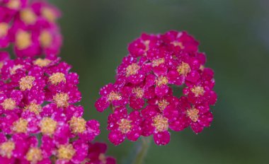 Peyzaj tasarımında kullanılan achillea glaberrima kırmızı çok yıllık bitki