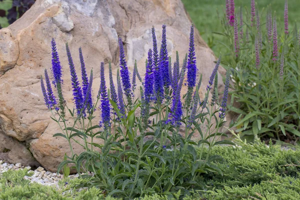 Pride of Madeira, Echium candicans — Stock Photo, Image