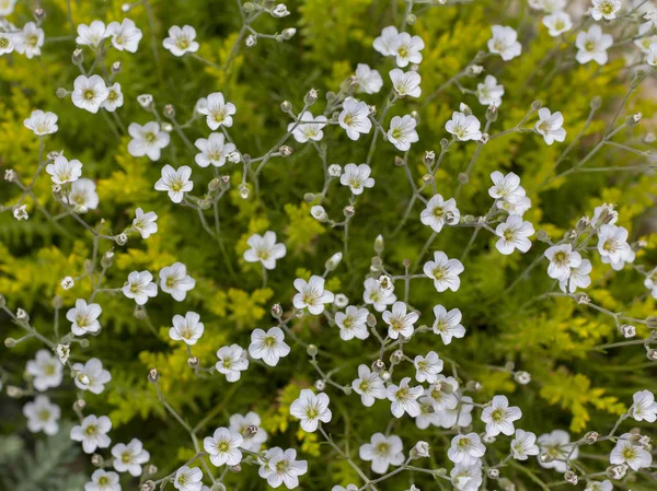 Árbol, pequeñas flores blancas contra la cubierta verde del suelo . — Foto de Stock