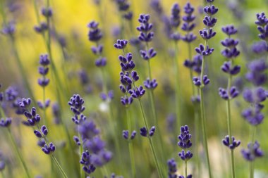 Lavanta bitki Latince Lavandula angustifolia 