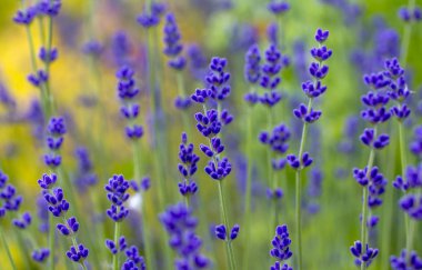 Lavanta bitki Latince Lavandula angustifolia 