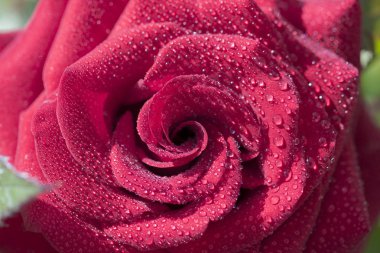 Pembe gül ahşap çit tırmanma yakın çekim