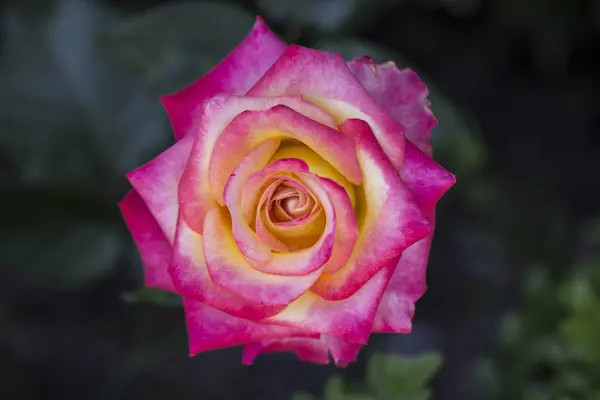 Pembe gül ahşap çit tırmanma yakın çekim — Stok fotoğraf