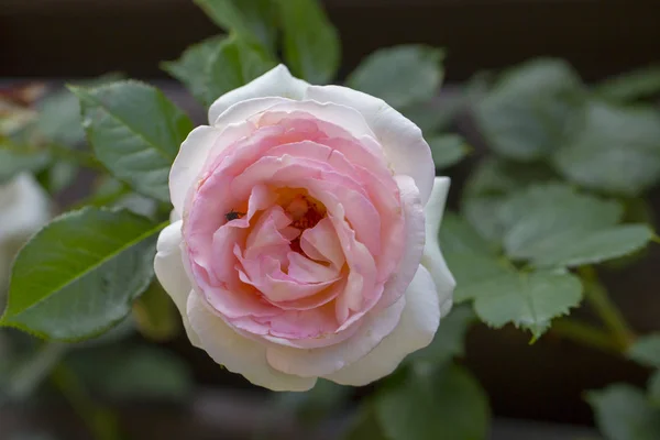 Pembe gül ahşap çit tırmanma yakın çekim — Stok fotoğraf