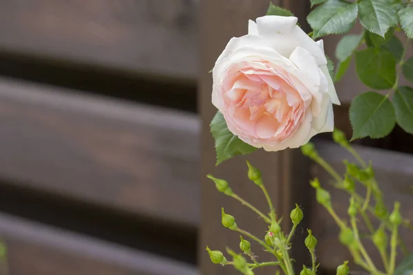 Roses roses grimpant sur la clôture en bois gros plan — Photo