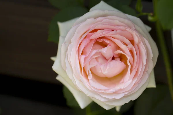 Pembe gül ahşap çit tırmanma yakın çekim — Stok fotoğraf