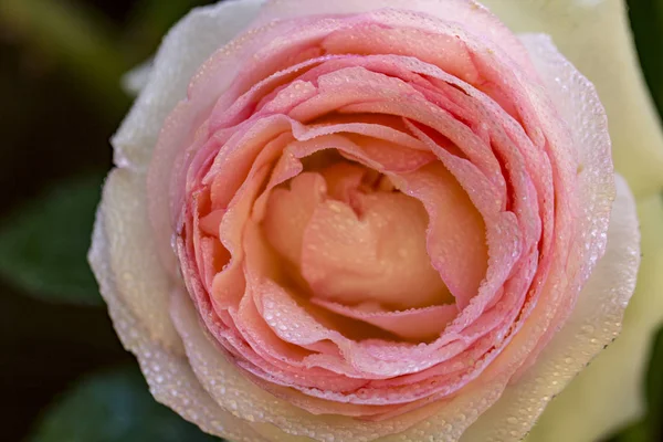 Pembe gül ahşap çit tırmanma yakın çekim — Stok fotoğraf