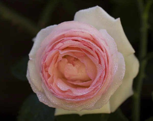 Rosa rosas subindo na cerca de madeira de perto — Fotografia de Stock