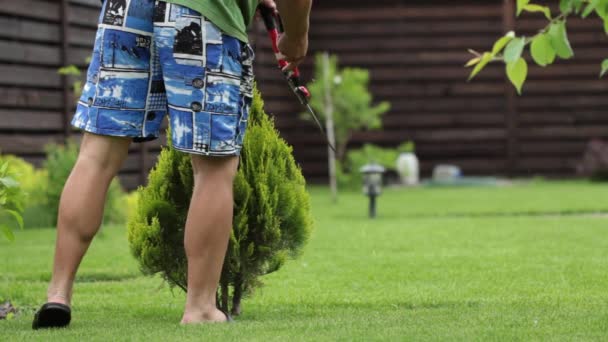 Händer med trädgårdssaxar skär den gröna thuja. — Stockvideo