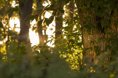 Bahar Orman çiçekli meyve ağaçları en iyi manzaralı