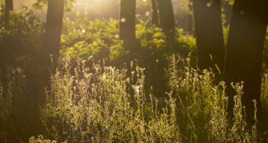 Bahar Orman çiçekli meyve ağaçları en iyi manzaralı