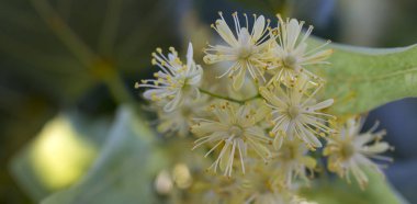 Kireç çiçekler yaz çiçek çiçek çay